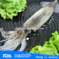 Hot sale squid whole round